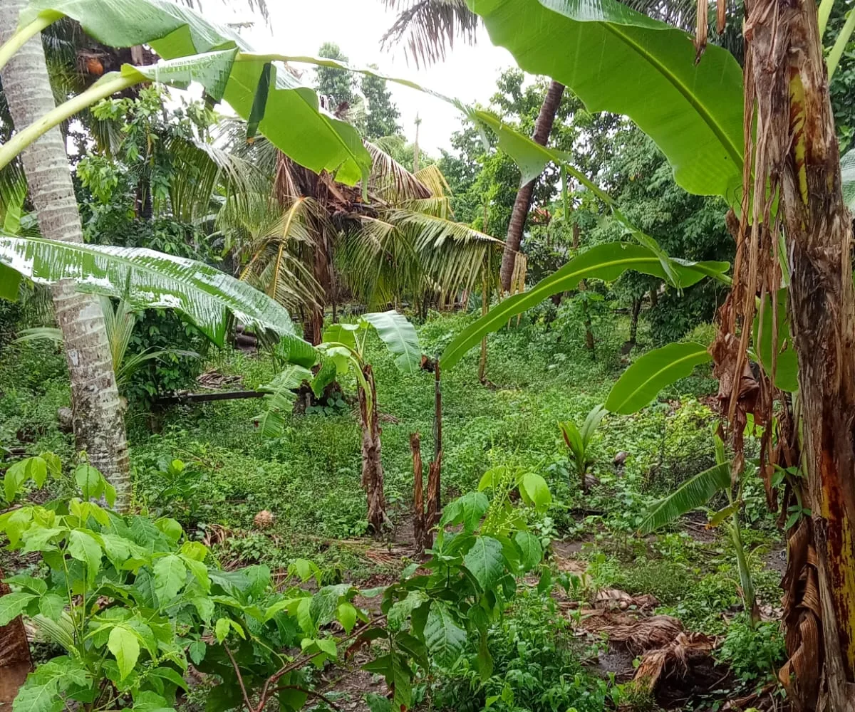 10 Are Residential Land for Lease in Batuan, Gianyar