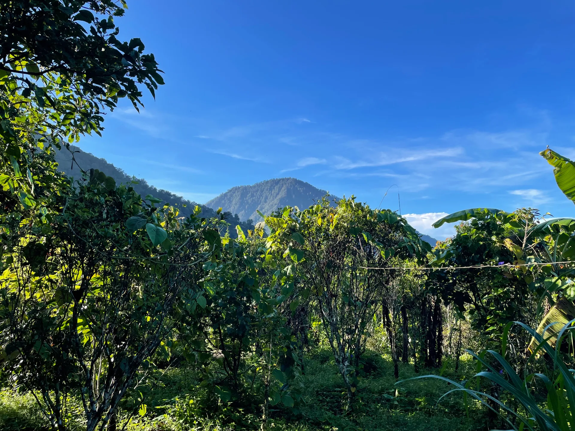 94 Are Freehold Land for Sale in Munduk