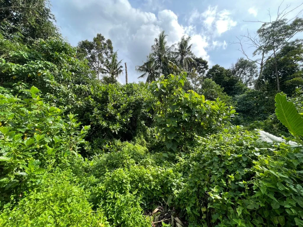 Premium 1,800 sqm Land in Sayan for Sale — photo 5