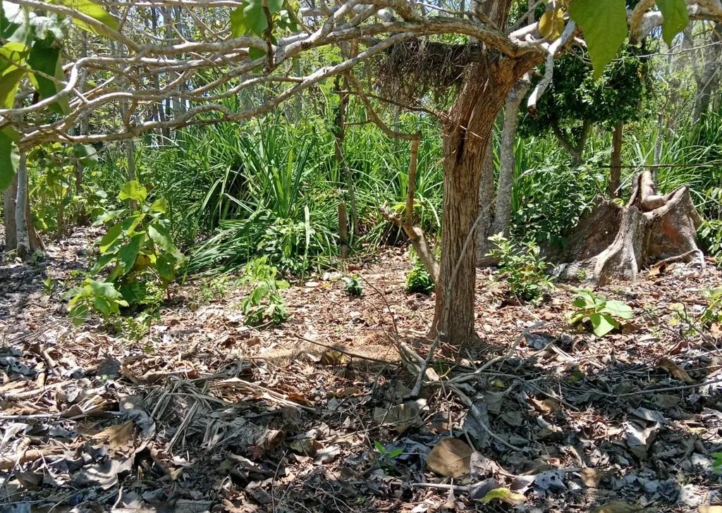 Yellow Zone Freehold Land in Balangan — photo 2