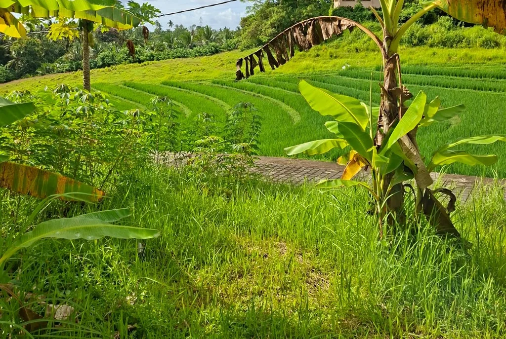 Freehold Land in Tabanan for Sale — photo 4