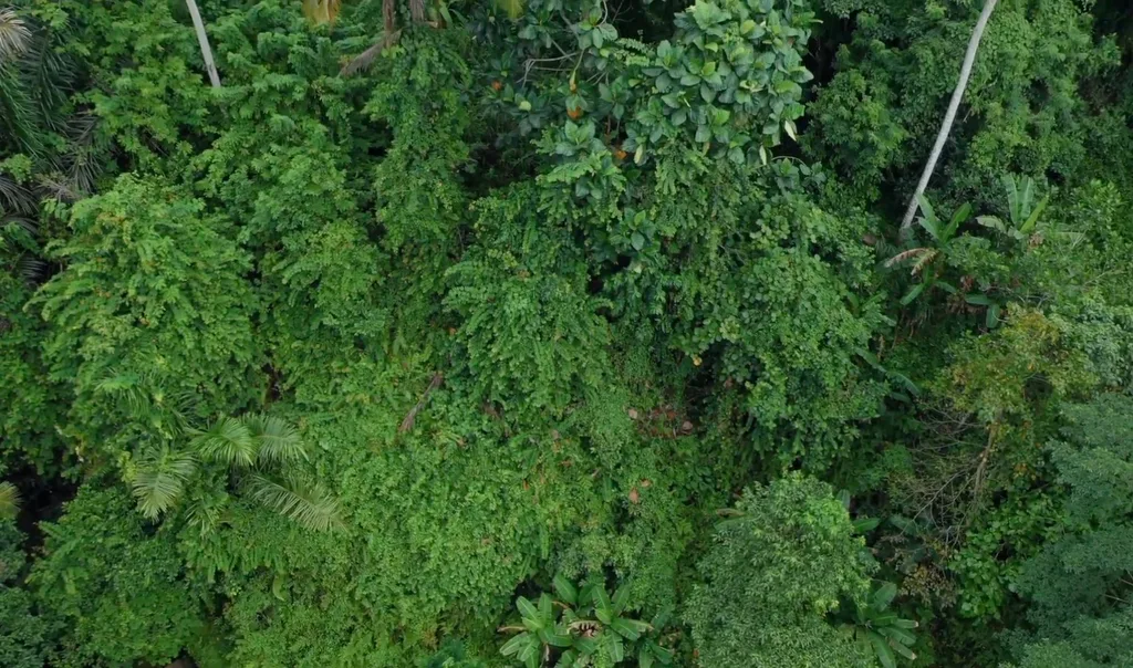 Pink Zone Leasehold Land in Ubud Center for Sale — photo 5