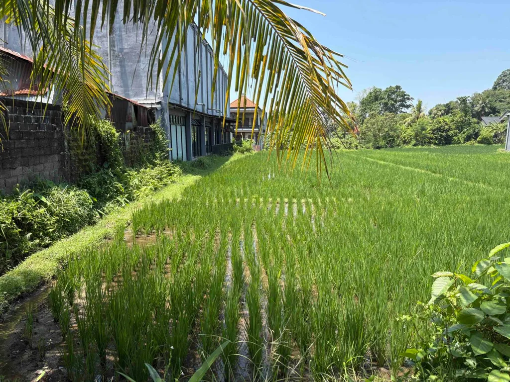 Prime 7 Are Pink Zone Land with Rice Field & River Views — photo 3