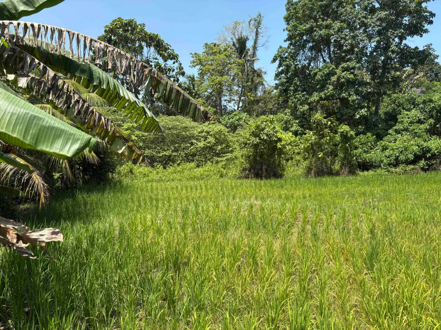 Prime 7 Are Pink Zone Land with Rice Field & River Views