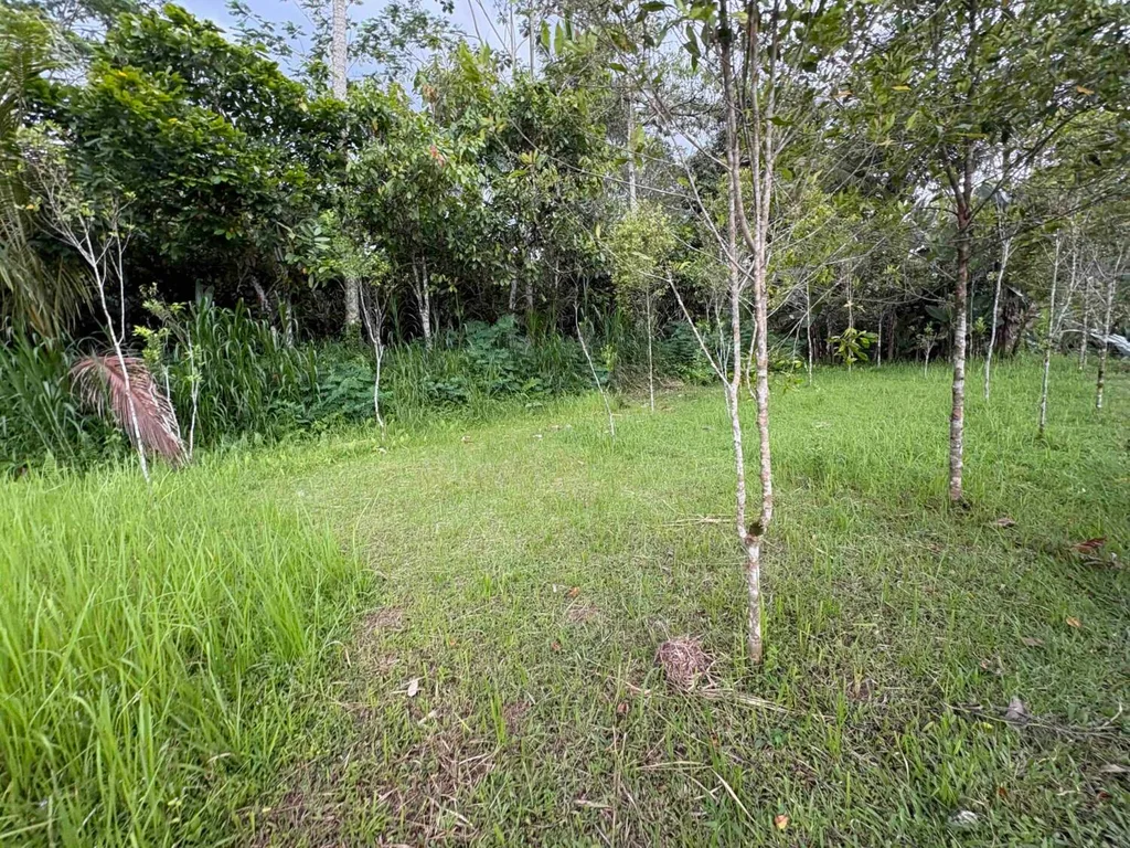 Land with Sunset & Jungle Views in Buahan for Sale — photo 3