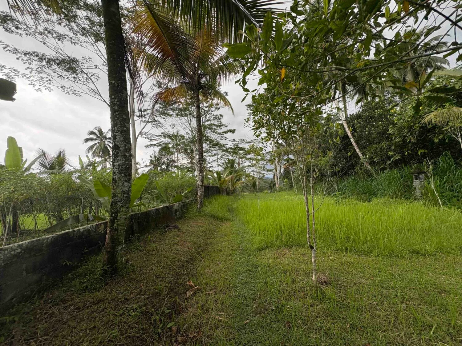 Land with Sunset & Jungle Views in Buahan for Sale