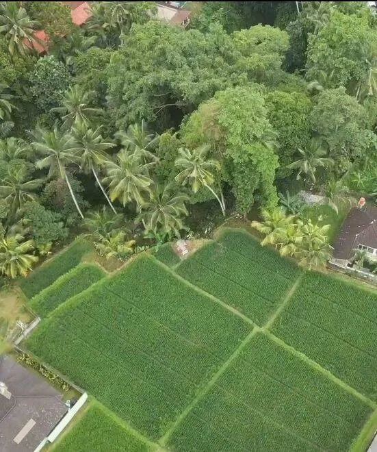 Rare 10.58 Are Leasehold Land with Jungle Canyon Views — photo 4