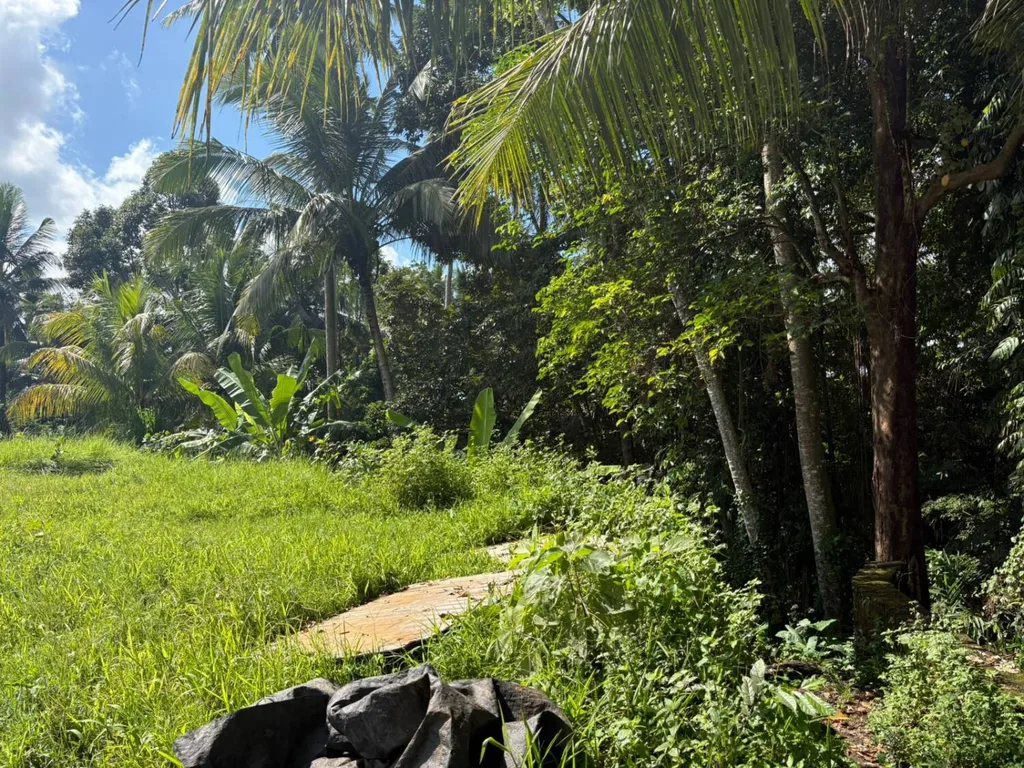 Rare 10.58 Are Leasehold Land with Jungle Canyon Views — photo 3
