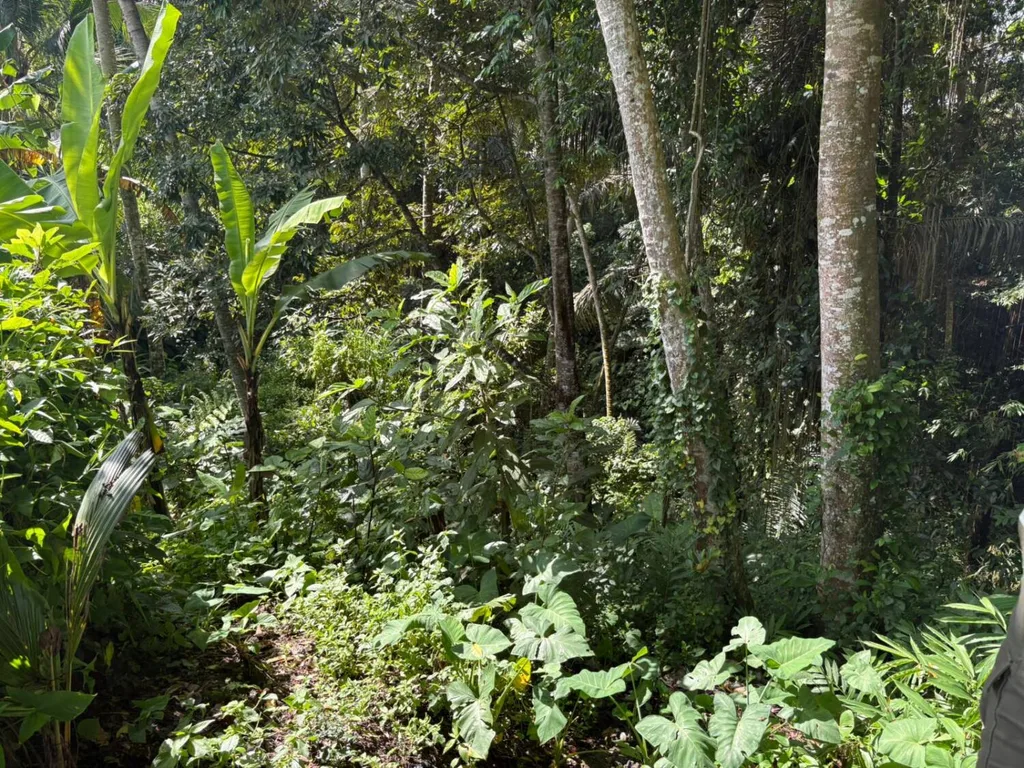 Rare 10.58 Are Leasehold Land with Jungle Canyon Views — photo 5