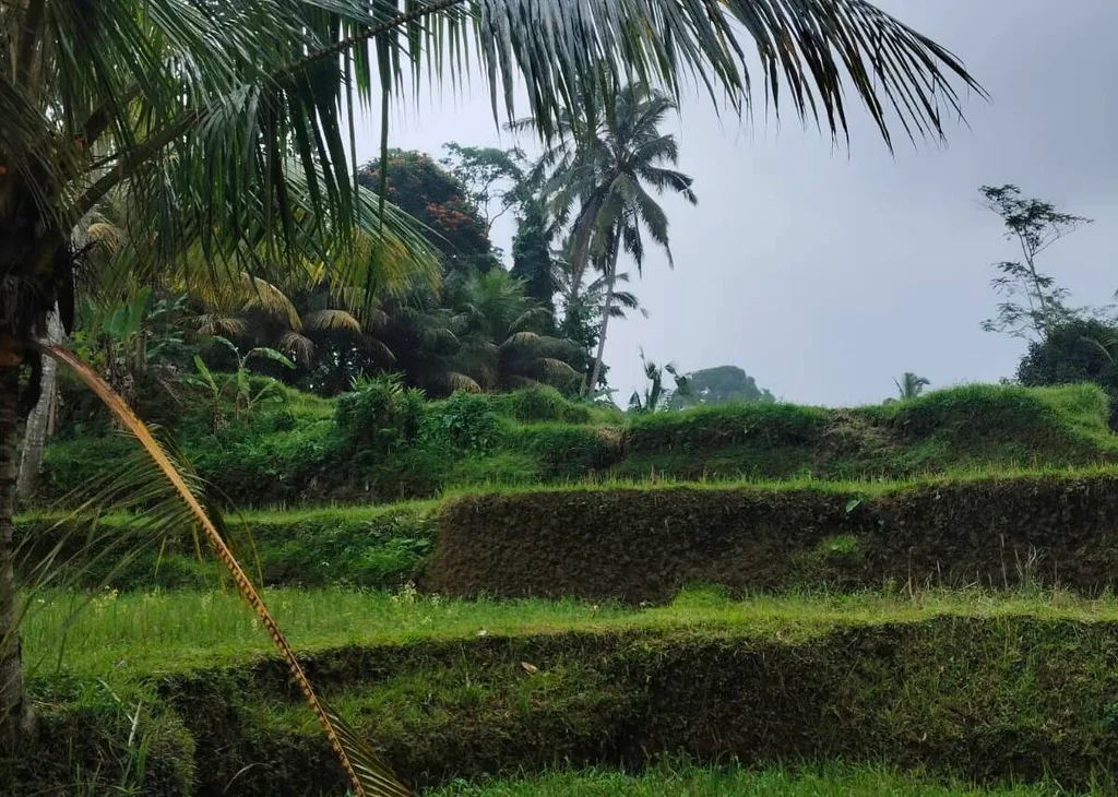 14 ARE Jungle and Rice Field Views Land in Tegalalang — photo 3