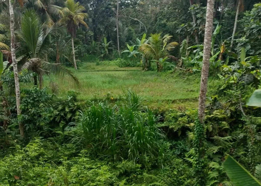 14 ARE Jungle and Rice Field Views Land in Tegalalang — photo 2