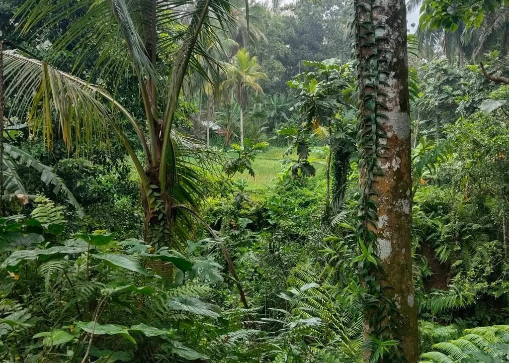 14 ARE Jungle and Rice Field Views Land in Tegalalang — photo 4