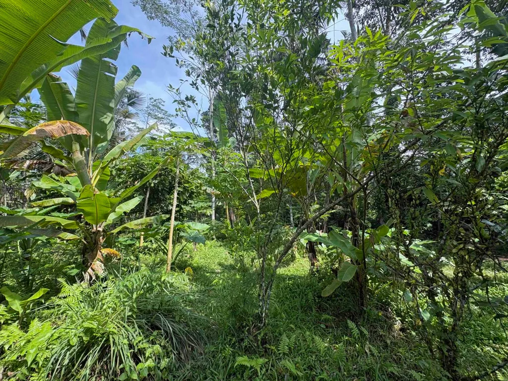 Yellow Zone Leasehold Land in Tegalalang — photo 2