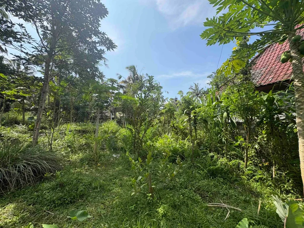 Yellow Zone Leasehold Land in Tegalalang — photo 3
